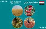 صادرات کالا به عراق با سرمایه و دانش کم! - مجتبی جاهد